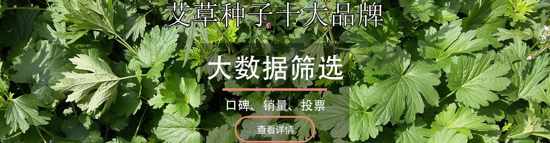 艾草种子十大品牌排行榜