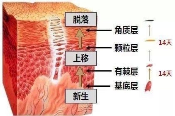 角質層薄的用什麼護膚品